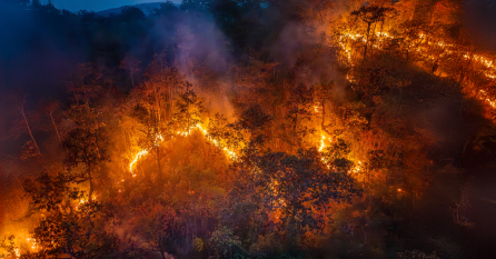 Understanding the Causes of Wildfires: Nature and Human Impact